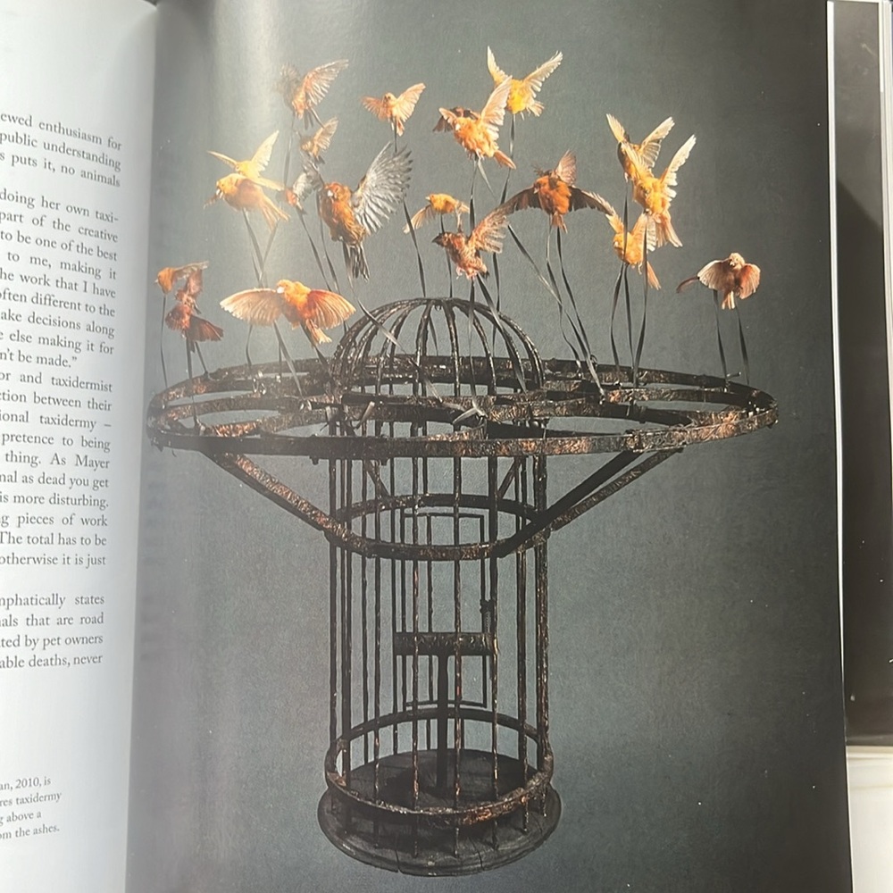 The art of Taxidermy - Picture 4 of 6